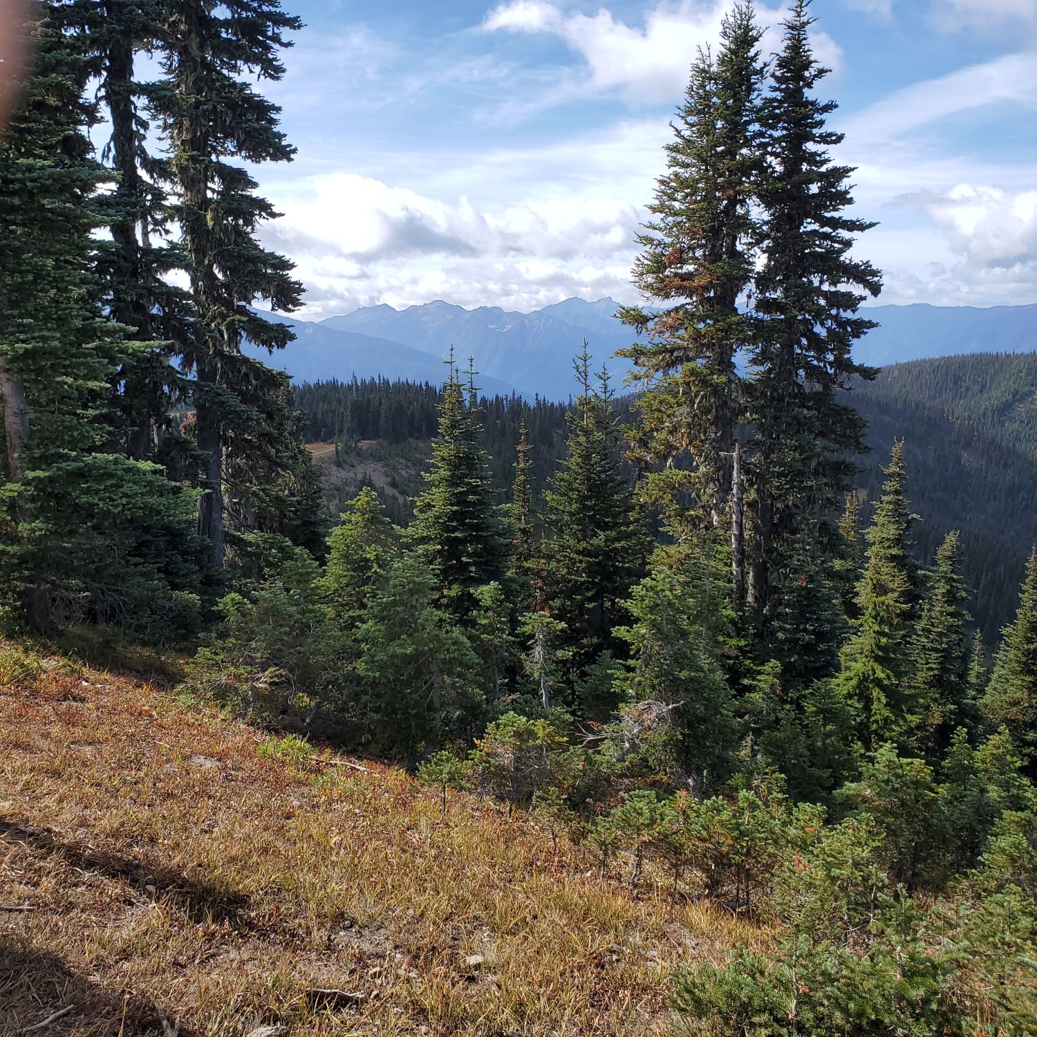 Olympic NP 